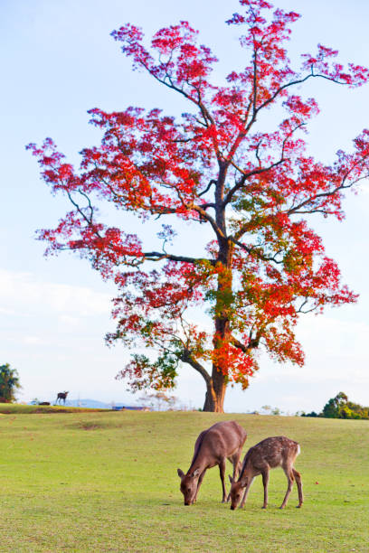 istock Nara deers roam free in Nara Park 1071683506