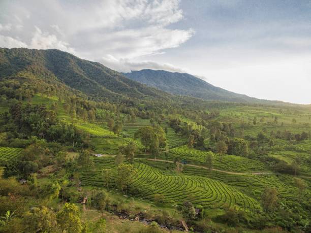 istock Mountain View, Bogor. Indonesian 1071685044