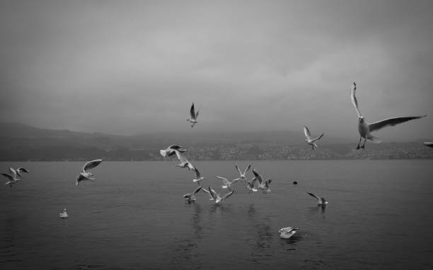 istock Gulls at the lake 1071685386