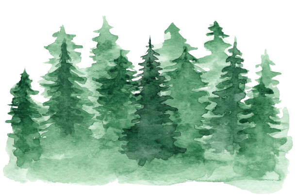 Watercolor background with green coniferous forest Beautiful watercolor background with green coniferous forest. Mysterious fir or pine trees illustration for winter Christmas design, isolated on white background green painted wood texture stock illustrations