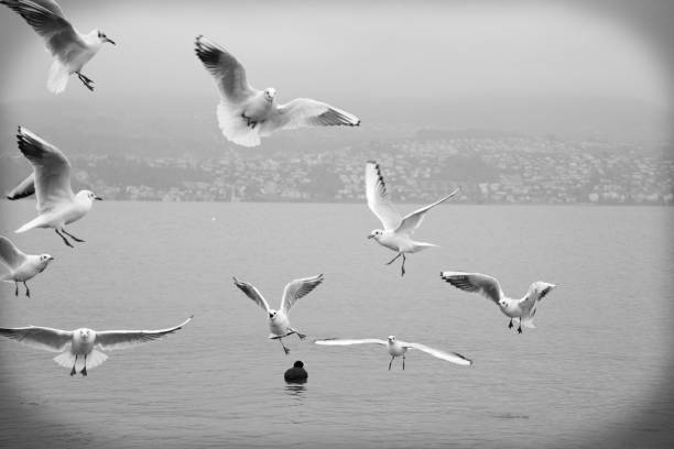 istock Gull at the lake 1071686194