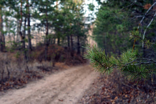forest trail in late autumn, overcast day