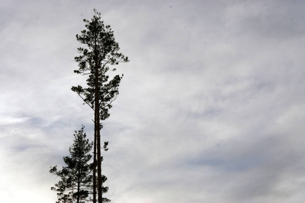 istock tree silhouettes against the colorful evening sky 1071688030
