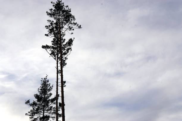 istock tree silhouettes against the colorful evening sky 1071688032