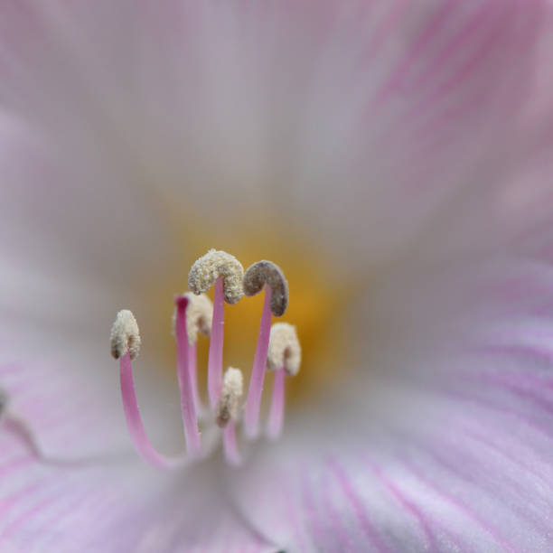 istock Close up of an Amaryllis 1071689560