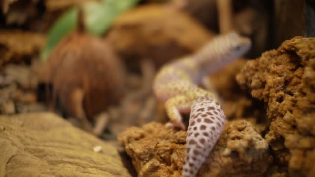 Leopard Gecko in terrarium (Eublepharis macularius)