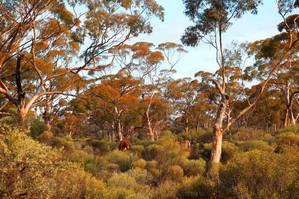 istock Camels hiding in the forest, Australia 1071690180