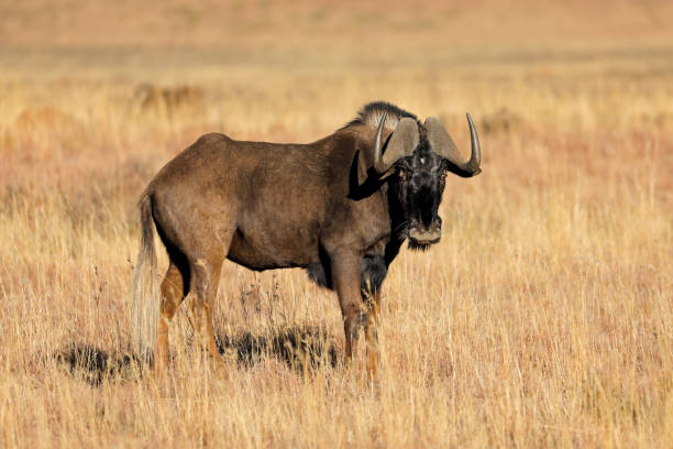 istock Black wildebeest in grassland 1071692364
