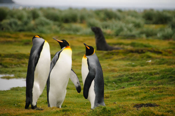 istock King Penguins on Salisbury plains 1071699096
