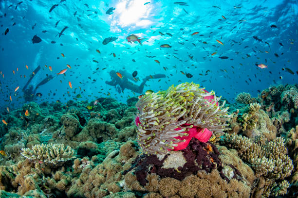 istock colorful underwater landscape with anemone Clown fish on deep blue ocean 1071699214