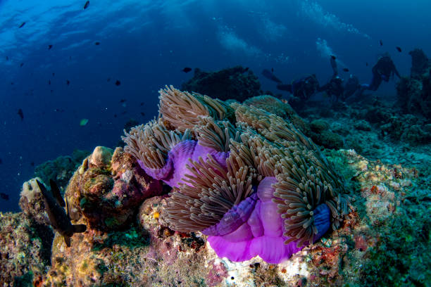 istock colorful underwater landscape with anemone Clown fish on deep blue ocean 1071699228