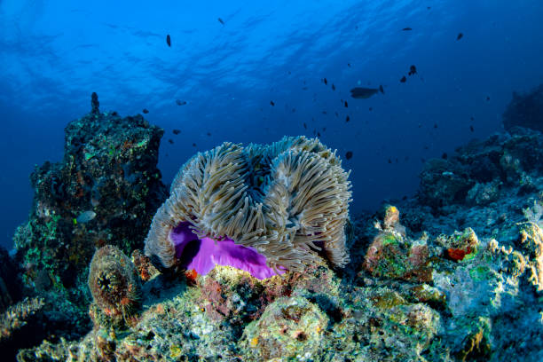 istock colorful underwater landscape with anemone Clown fish on deep blue ocean 1071699278