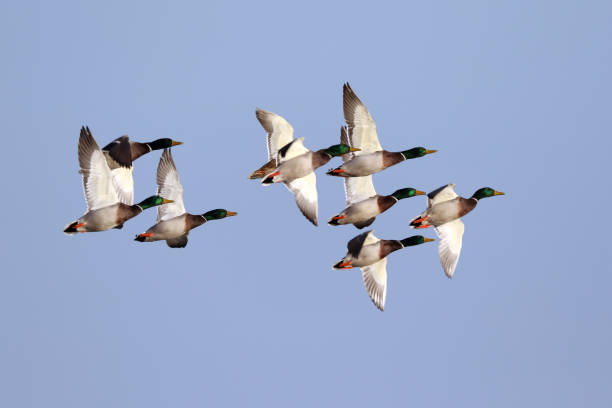 istock Flock of Mallard Ducks 1071699280