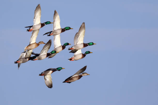 istock Flock of Mallard Ducks 1071699288