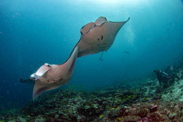 istock Manta in the blue ocean background portrait 1071699450