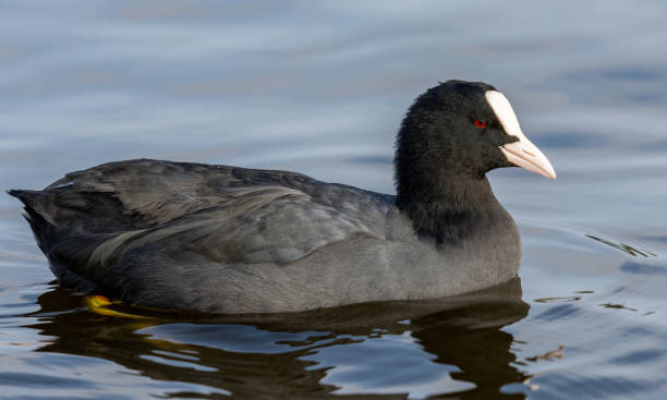 istock Coot with lots of details. 1071703262