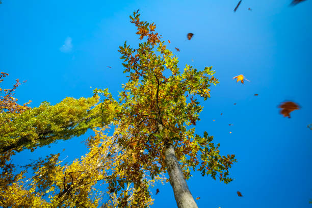 istock Falling leaves in autumn 1071705522