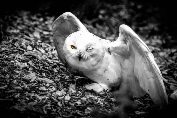 Halfblind snow owl sitting on the ground with opend wings all black and white except one yellow eye