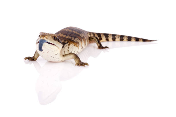Australian Adolescent Eastern Blue Tongue Lizard tongue exposed in defence - selective focus and closeup isolated on reflective perspex base in landscape format with copy space at bottom