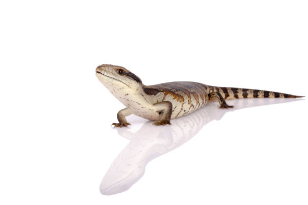 Australian Eastern Blue Tongue Lizard reflection and closeup isolated on reflective white perspex base Australian Adolescent Eastern Blue Tongue Lizard isolated reflection and closeup looking for safety on reflective white perspex base metaphor for safety perspex stock pictures, royalty-free photos & images