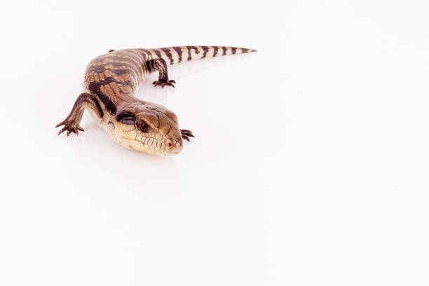 istock Australian Baby Eastern Blue Tongue Lizard closeup isolated on white background 1071709866