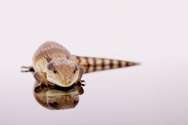 Australian Adolescent Eastern Blue Tongue Lizard glaring at viewer ready to hiss, selective focus and closeup isolated on white reflective perspex base in landscape format with copy space Australian Adolescent Eastern Blue Tongue Lizard glaring at viewer ready to hiss, selective focus and closeup isolated on white reflective perspex base in landscape format with copy space perspex stock pictures, royalty-free photos & images