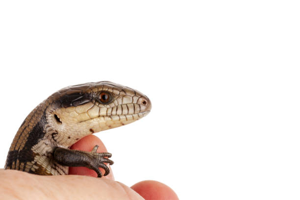 istock Australian Baby Eastern Blue Tongue Lizard closeup isolated on white background with copy space at top and side of landscape format 1071709882