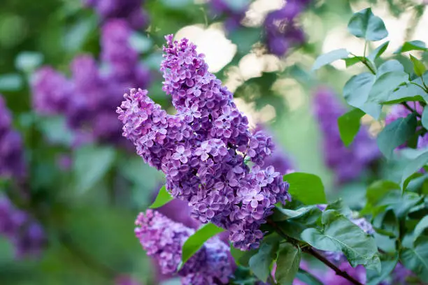 Spring lilac, violet flowers, close up branch