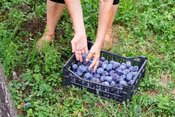istock Senior woman in plum orchard 1071711998