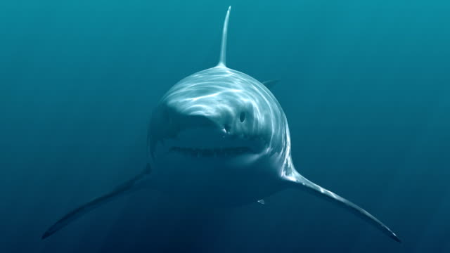 Great White Shark (Megalodon)
