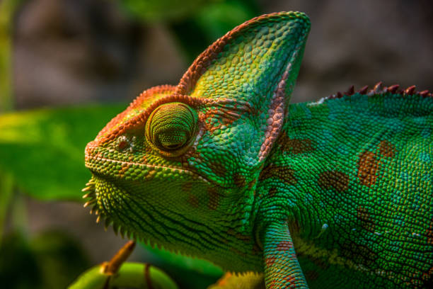 istock Close up, side view of green Veiled chameleon (Chamaeleo calyptratus) 1071712738