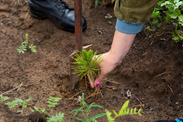 Two hands in gloves holding two eucalyptus seedlings in black planter tubes
