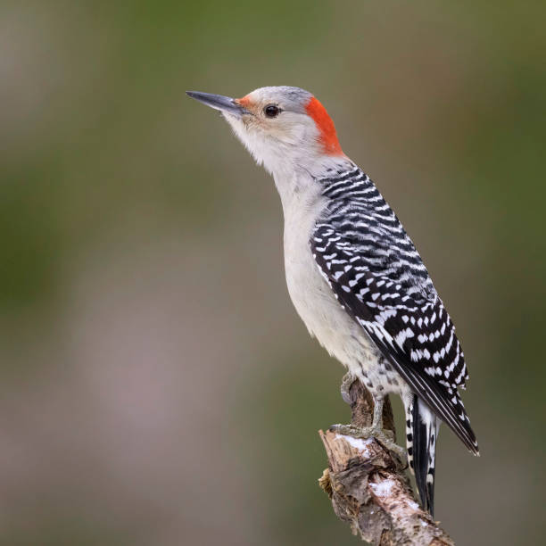 istock Red-bellied Woodpecker perched on a dead branch 1071715040