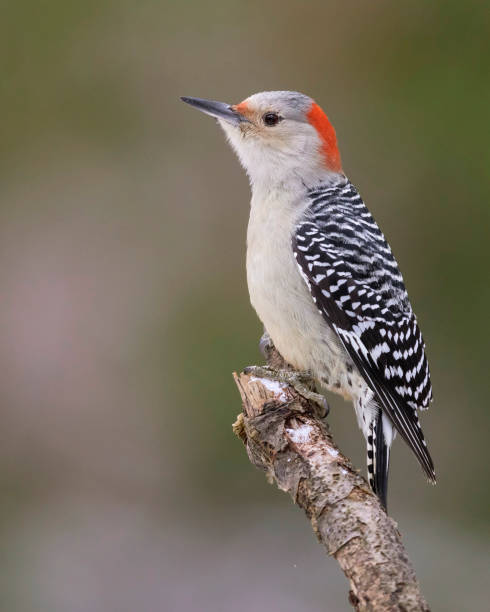 istock Red-bellied Woodpecker perched on a dead branch 1071715324