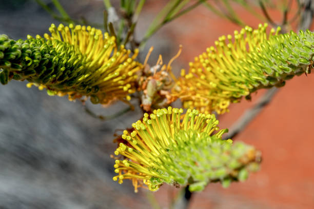 outback australien - 18813 photos et images de collection