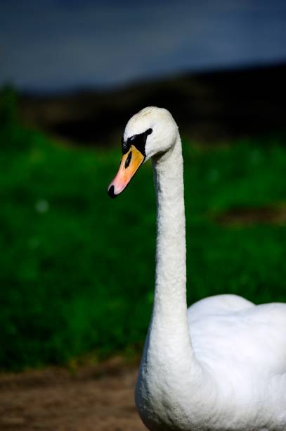 istock Male Swan defending his ground 1071717790