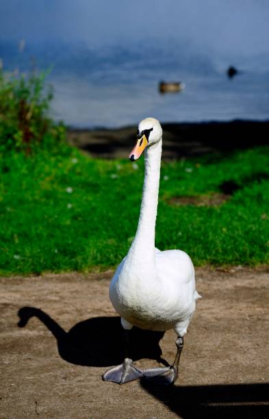 istock Male Swan defending his ground 1071719238