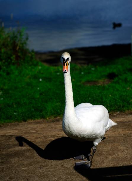 istock Swan is watching you 1071719820