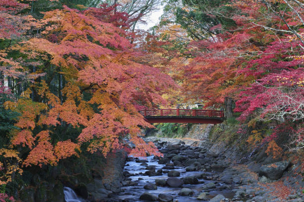 pont du kaedebashi vue de katsurabashi pont de shuzenji spa en automne - japanese maple leaf water japan photos et images de collection