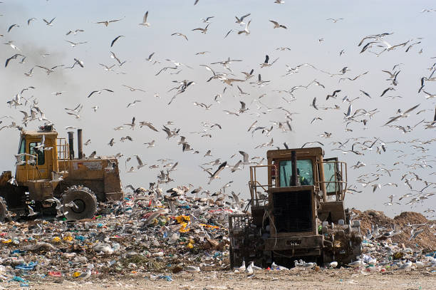 istock Birds looking for food in the trash, Seagulls 1071721640