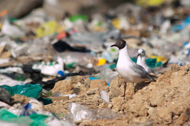 istock Black-headed Gull (Chroicocephalus ridibundus) looking for food in the trash, Seagulls 1071721724