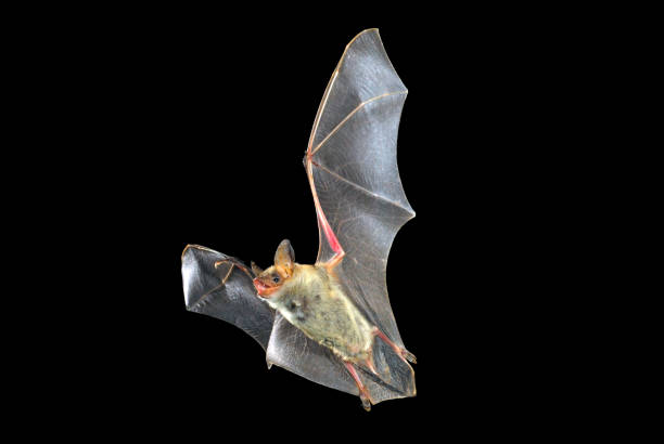 Flying bat with black background, Myotis myotis stock photo
