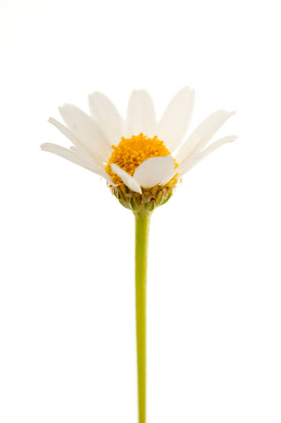 Common daisy (Bellis perennis) with white background stock photo
