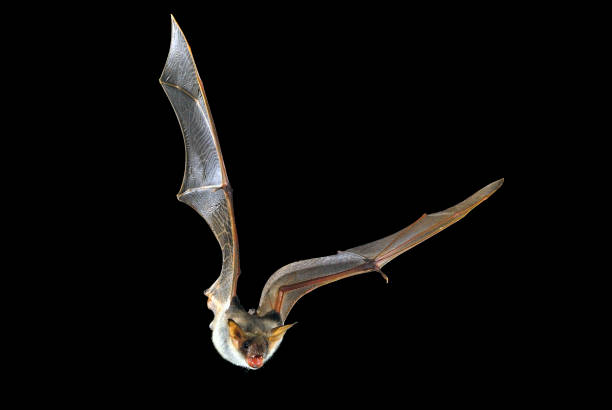 istock Flying bat with black background, Myotis myotis 1071721808