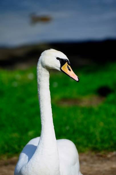 istock Male Swan defending his ground 1071721812
