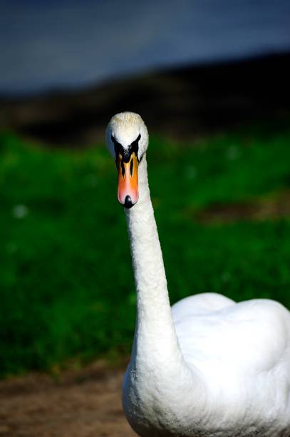 istock Male Swan defending his ground 1071721868