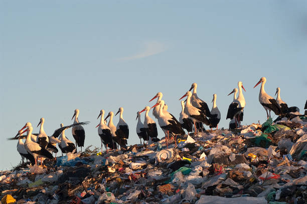 Group of white stork in the garbage, Ciconia ciconia stock photo