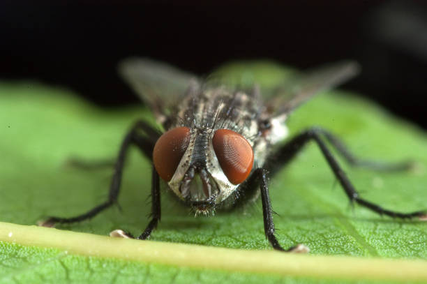 istock The House Fly (Musca domestica) close-up 1071722036