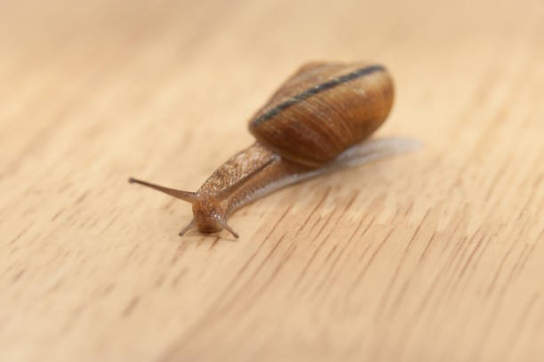 Snail (stylommatophora) on a wooden table looking at the camera. Close-up. Isolated. Copy space.