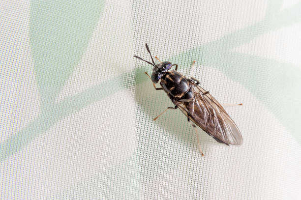 schwarzen soldaten fliegen (hermetia illucens) - fly insect animal eye macro stock-fotos und bilder